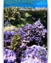 Bpra Bora coral Garden