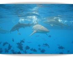 Swimming with the sharks is something you'll never forget!