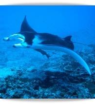 The Manta Rays are absolutely amazing!