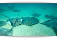 Stringrays are abundant!